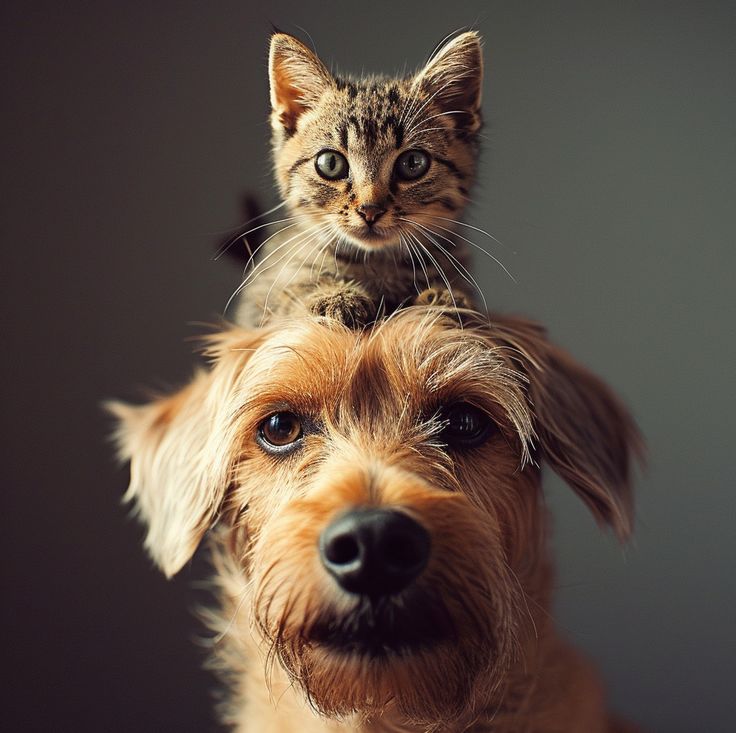 PET DAY